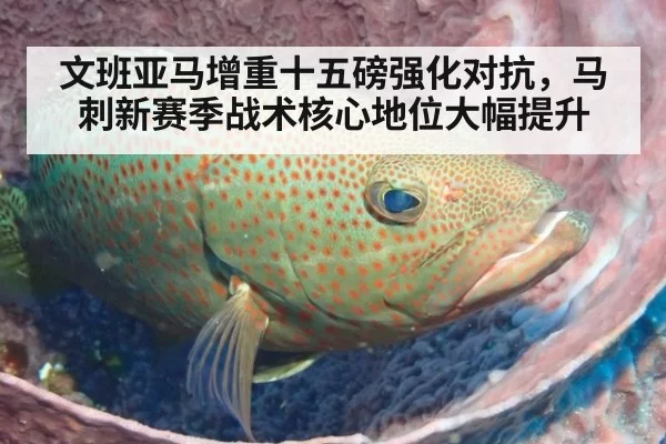文班亚马增重十五磅强化对抗，马刺新赛季战术核心地位大幅提升